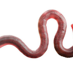 MOSSCA ~ WIGGLE (FREE)