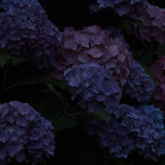 Sectaire /LAVENDERZ/