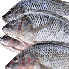 Tilapia ft Wilf Merson prod by Halhaywood