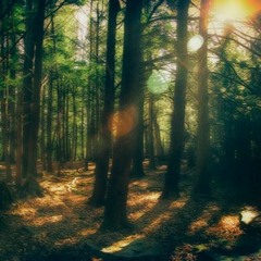 Cedars Mind - Falling For You
