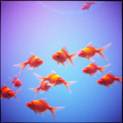 I love my Fish