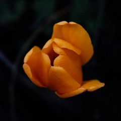 Unfolding Of The Kind
