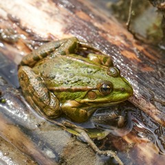 Marsh Frog Extravaganza!