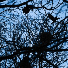 Crow Nesting Colony