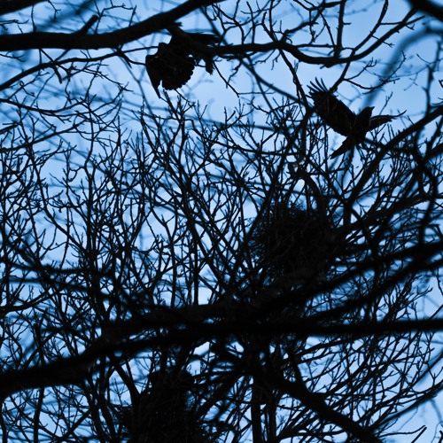 Crow Nesting Colony