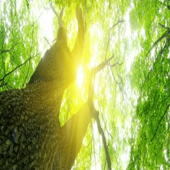 Sunny Day Relapse (w/ Magic Chef & Lou Pal)