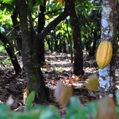 Review Special Price Cacao Plantation And Chocolate Factory Tour Lovers