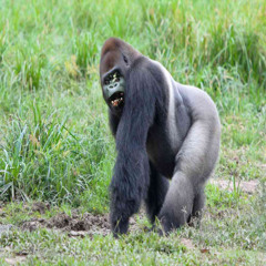 Gorilla Song