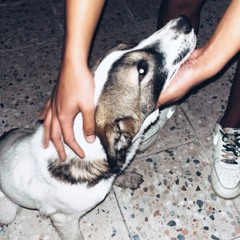 Ş