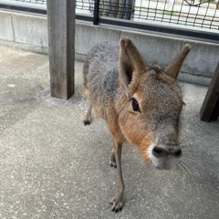 Kirby (p.wayza)speed up demo.