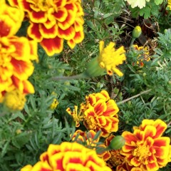 Hypnotized #coldplay #cover #aheadfullofdreams