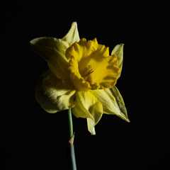 BLOEM 2