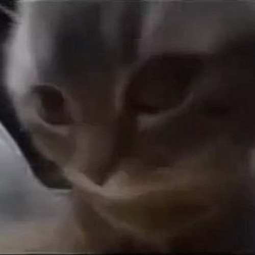 TCHIPI TCHIPI