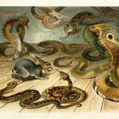 cobra (filthygenes)