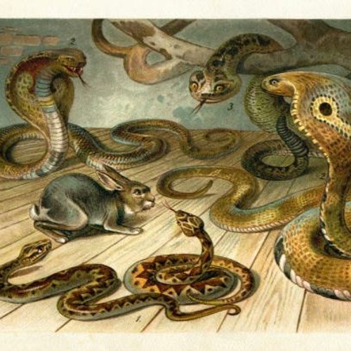 cobra (filthygenes)