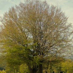 arbre vert + arbre blanc