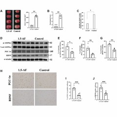 Anti-Aging Effects of 1,5-Anhydro-D-Fructose on Brain Diseases via AMPK Activation