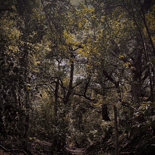 G H O S T / F R A I L