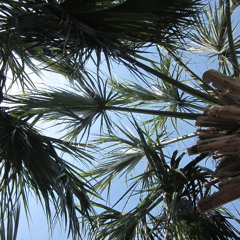 What The devil Hasn't Learned