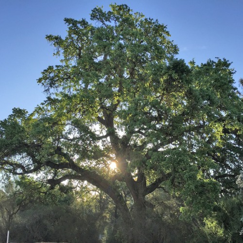 light through the leaves