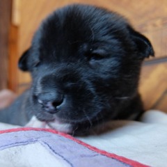 Luisa Sailing A Boat KIDSMUSIC