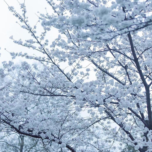 cry-for-me <michita-feat.ami>