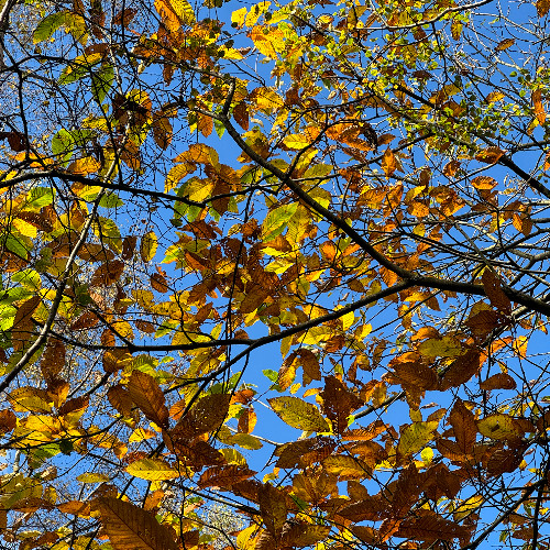 Tommy Farrow - Lets Just (Mikey Jubbly Edit)