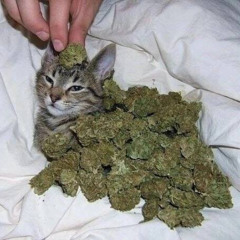 CryptoWalletBrute.exe Ft Antaholic