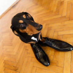 oct (youngslashprod glucobo1)