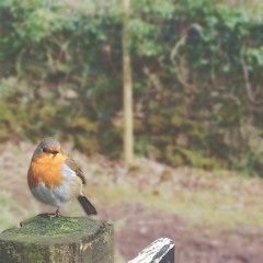 A Robin's Little Adventure