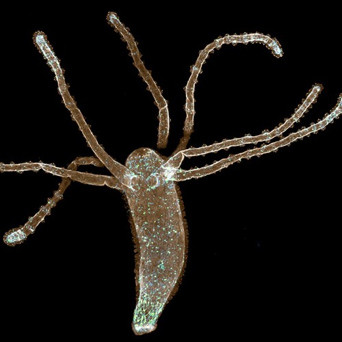 Hydra