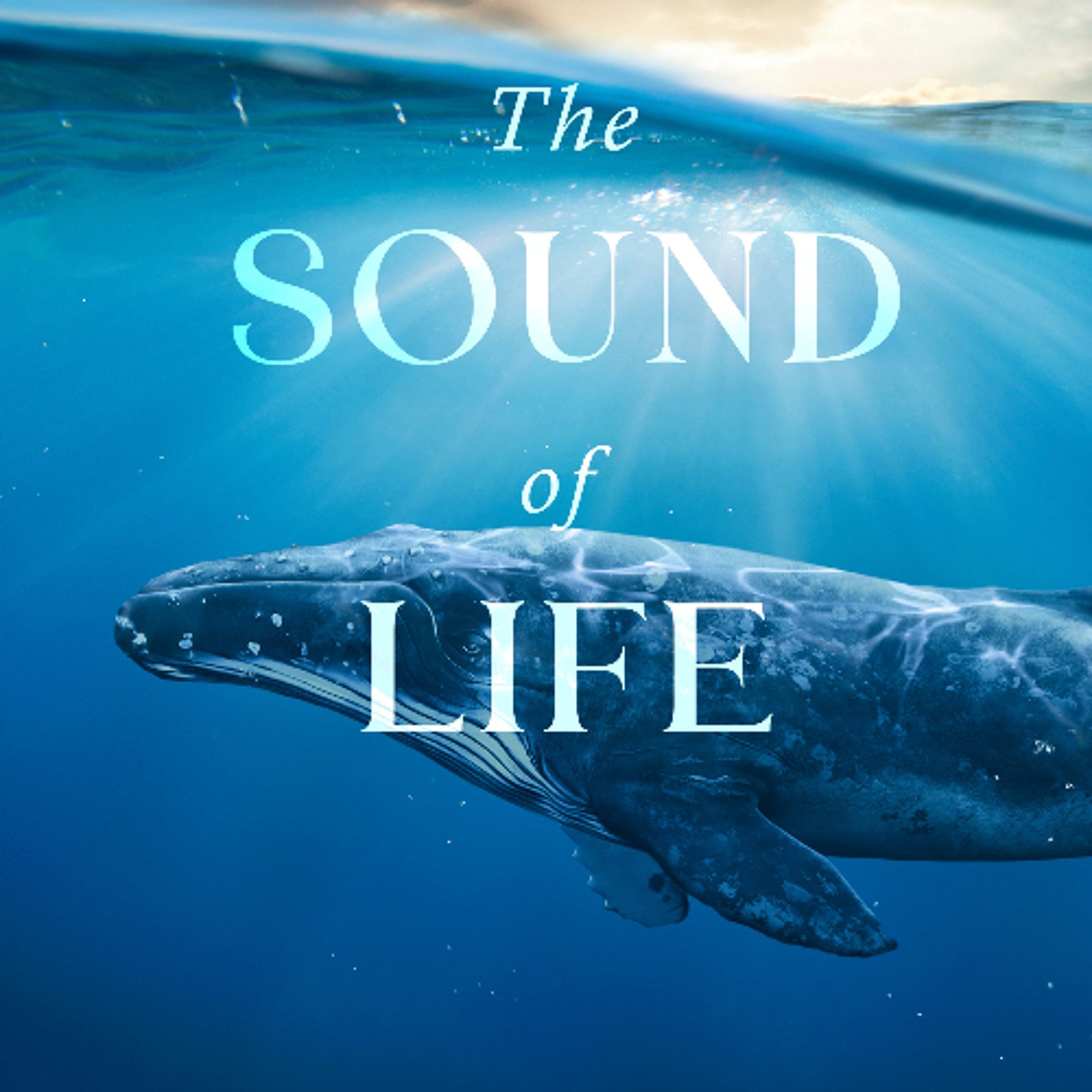 Episode 311-Interspecies Communication—Fantasy or Reality?