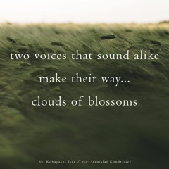 Similar Voices (naviarhaiku347)