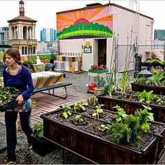Feeding Story 3: Garden On The Rooftop