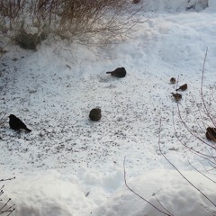 Desperate blackbirds