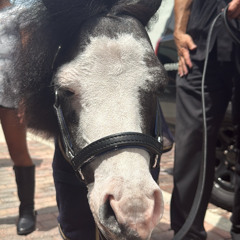 The Horse Talk Show with Dr. Cayot, Mayberry Farm, and Pat Myers (6-10-25)