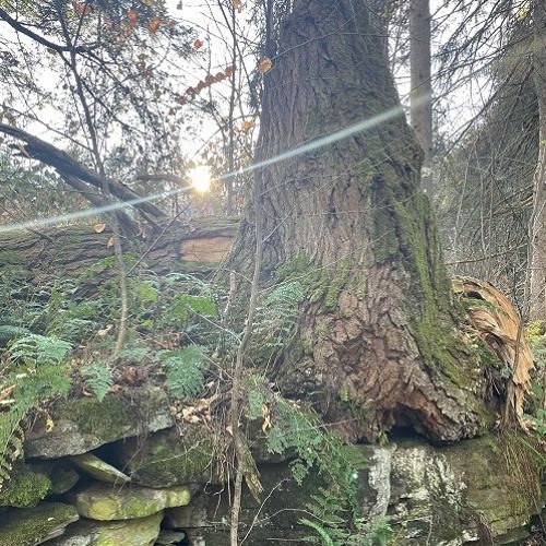 moss in late november