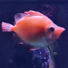 Ozeaneum