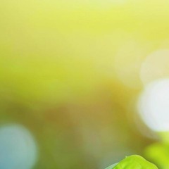 Trekiomahi (Ed Eliat Original Mix) - Instrument version (Cha Artur)