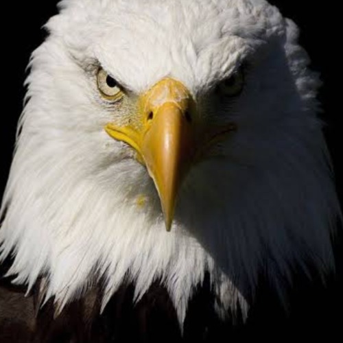 MEU DINHEIRO MINHAS REGRAS- mdmr