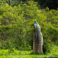 Jungle Breaks: Into the Clearing