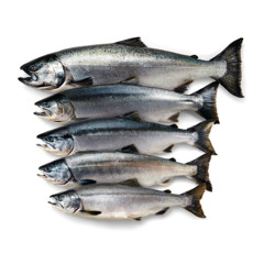 salmon (og)
