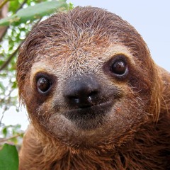 The Sloth