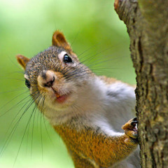 The Squirrel - SA with piano - by laura hawley