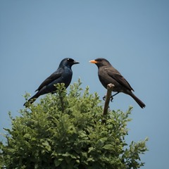 Wave Point - Birds - Even Smoother