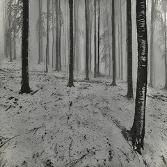 BIALDIEZ - Winter