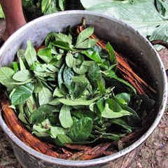 Flowers of Ayahuasca - Pierre - Pisac, Sep 2013