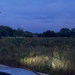 blackberry bushes (demo)