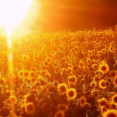 Shyntwirl - Sunshine