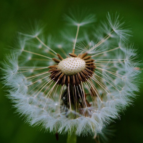 Dandelion